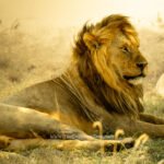 Male lion resting in golden light in the Masai Mara, Kenya