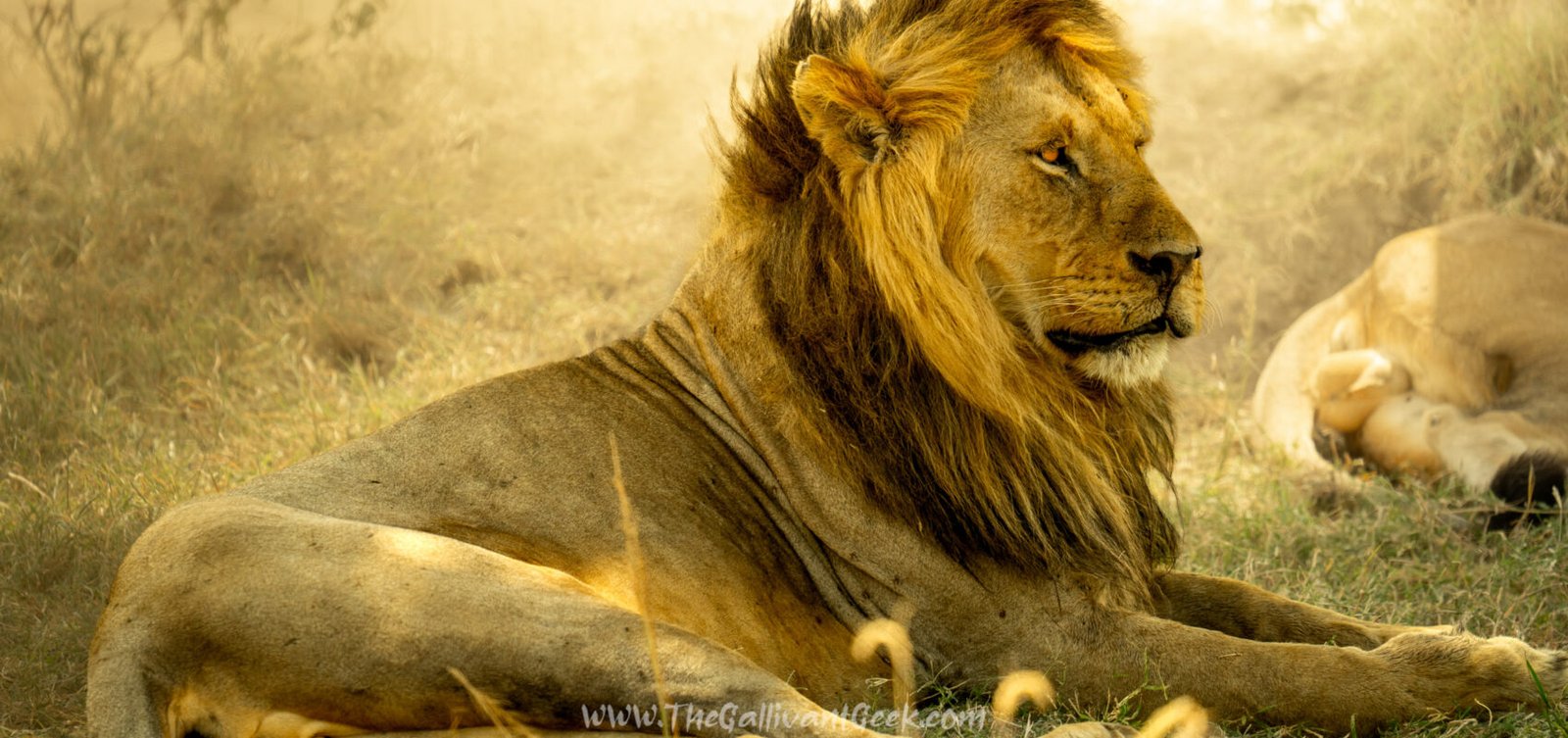 Male lion resting in golden light in the Masai Mara, Kenya