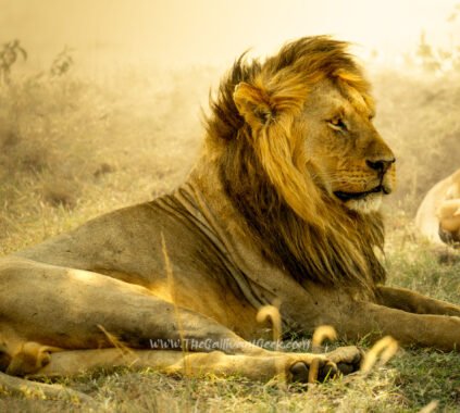 Male lion resting in golden light in the Masai Mara, Kenya