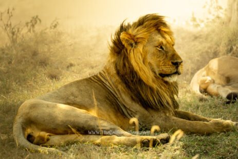 Male lion resting in golden light in the Masai Mara, Kenya