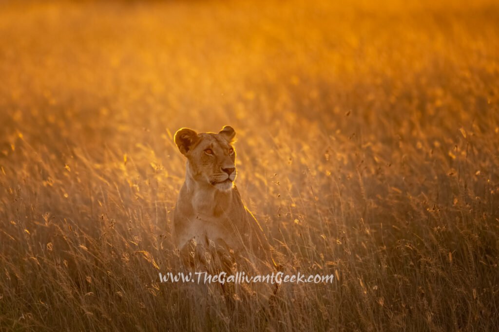 Lioness in golden sunset light in the Masai Mara