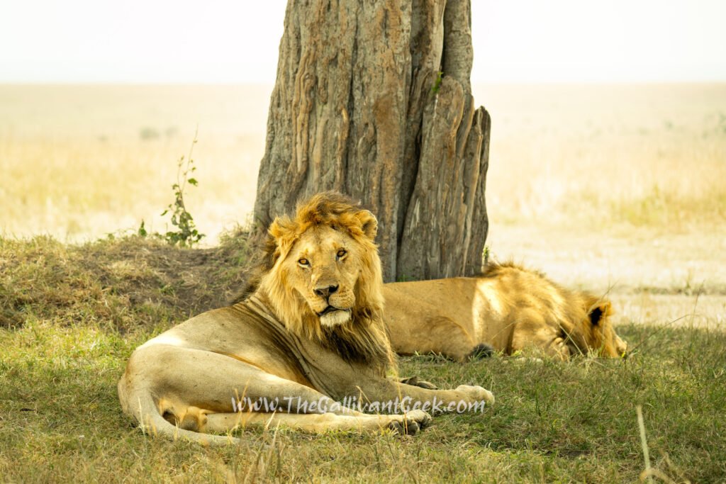 Two lions resting under a tree in the Masai Mara