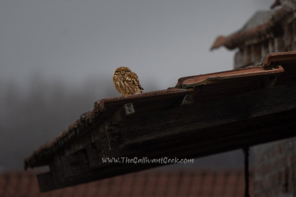 Little owl on a rooftop near Lake Kerkini