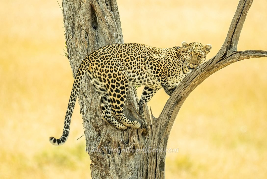 Luluka the leopard pausing mid-climb on our Masai Mara safari, looking at the camera