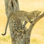 Luluka the leopard pausing mid-climb on our Masai Mara safari, looking at the camera