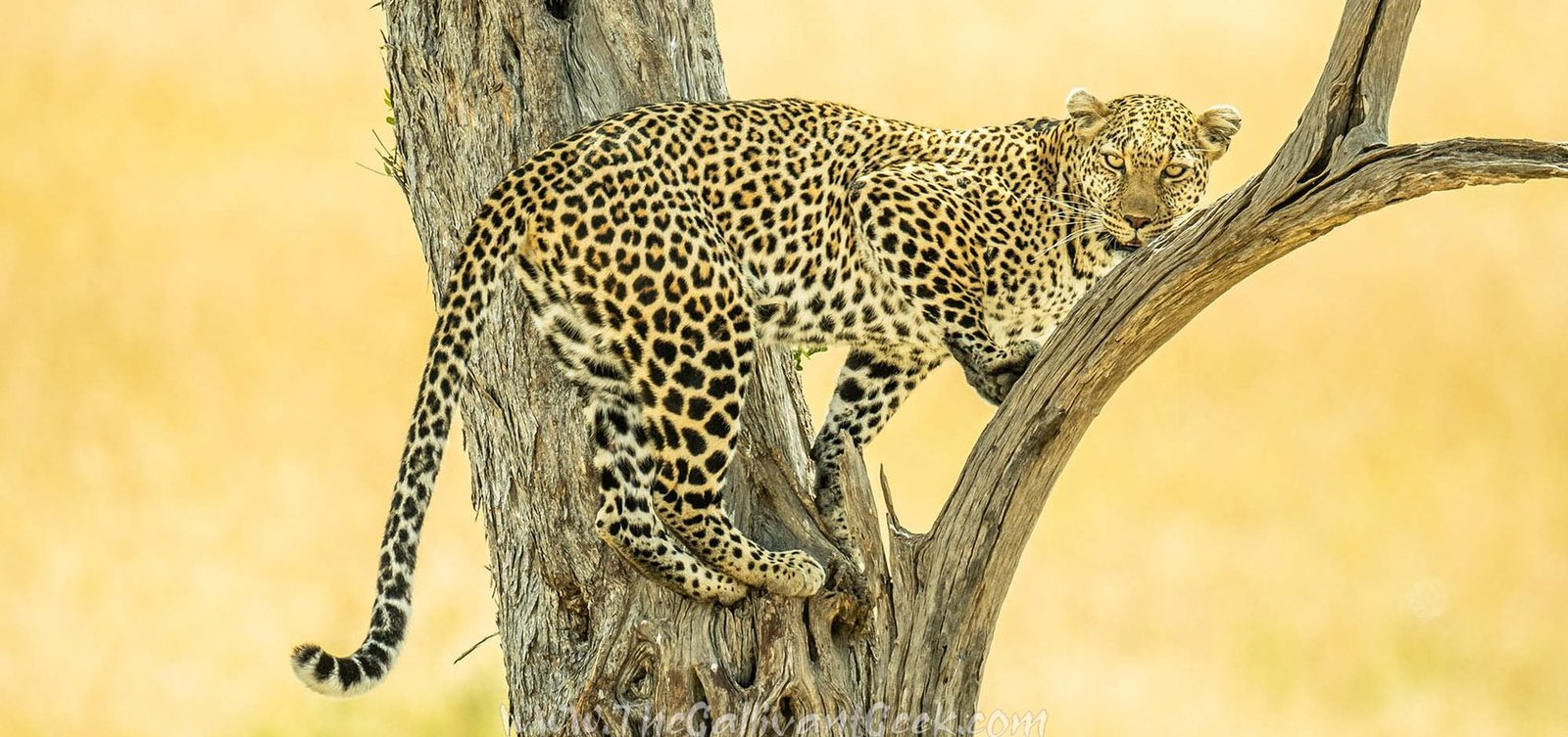 Luluka the leopard pausing mid-climb on our Masai Mara safari, looking at the camera