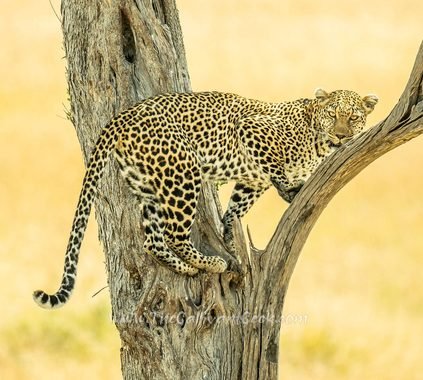 Luluka the leopard pausing mid-climb on our Masai Mara safari, looking at the camera