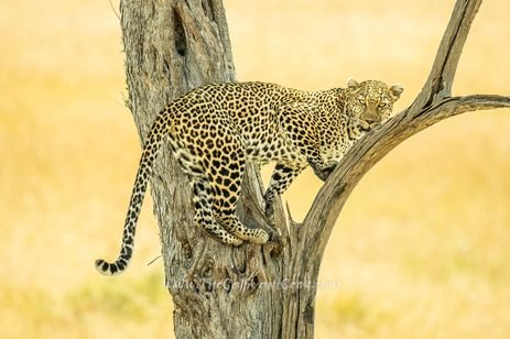 Luluka the leopard pausing mid-climb on our Masai Mara safari, looking at the camera