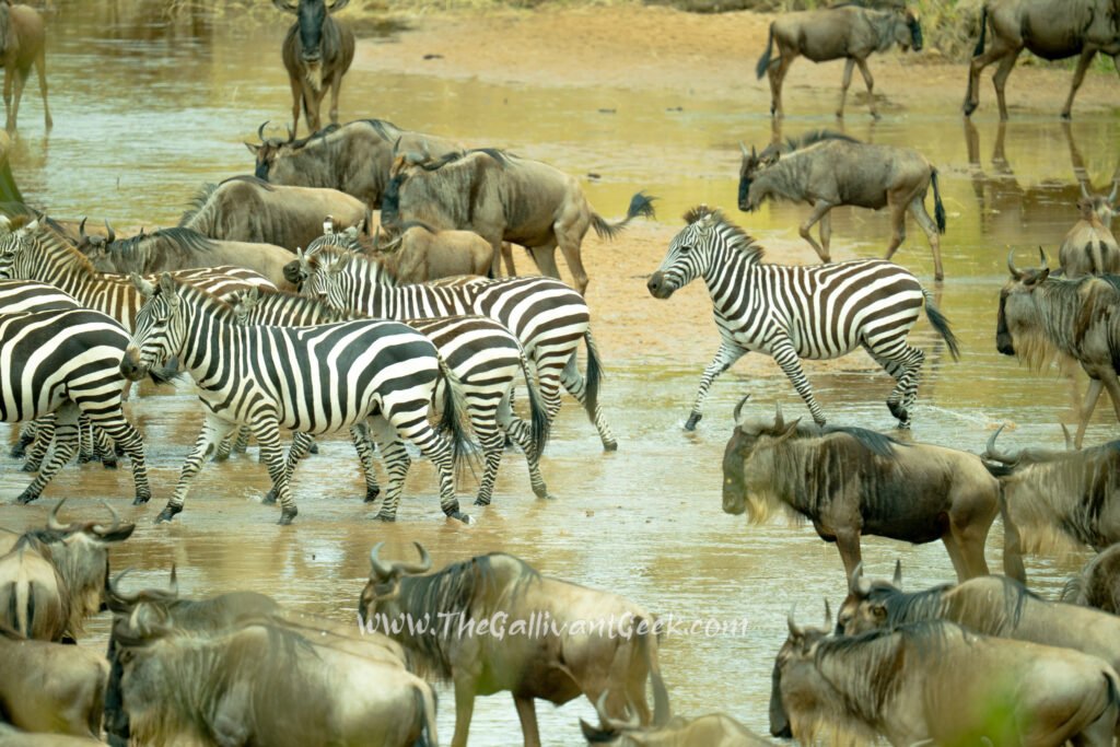 Wildebeest herds of the Great Migration in the Masai Mara