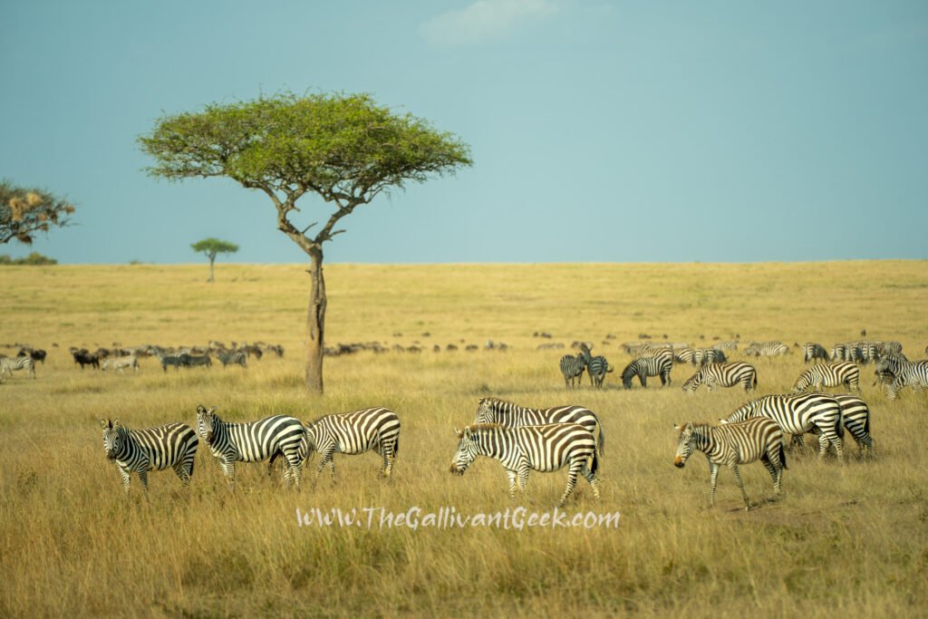 Zebras grazing near an acacia tree in the Masai Mara, shot with a Tamron 70-180mm