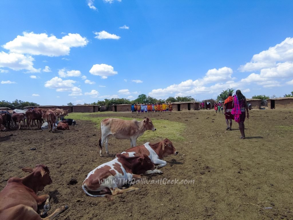 Cattle resting inside a Maasai village in the Masai Mara