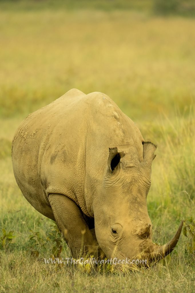 Rhino in Lake Nakuru National Park, Kenya