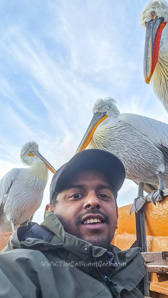 Selfie with a Dalmatian pelican on the Lake Kerkini boat tour
