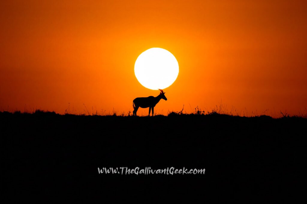 Silhouette of a topi antelope at sunset in the Masai Mara
