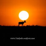 Silhouette of a topi antelope at sunset in the Masai Mara