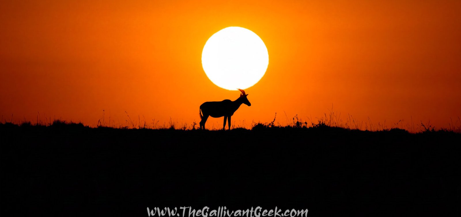 Silhouette of a topi antelope at sunset in the Masai Mara