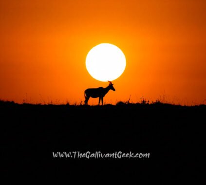 Silhouette of a topi antelope at sunset in the Masai Mara