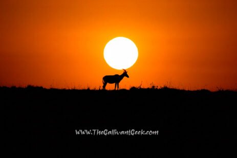 Silhouette of a topi antelope at sunset in the Masai Mara