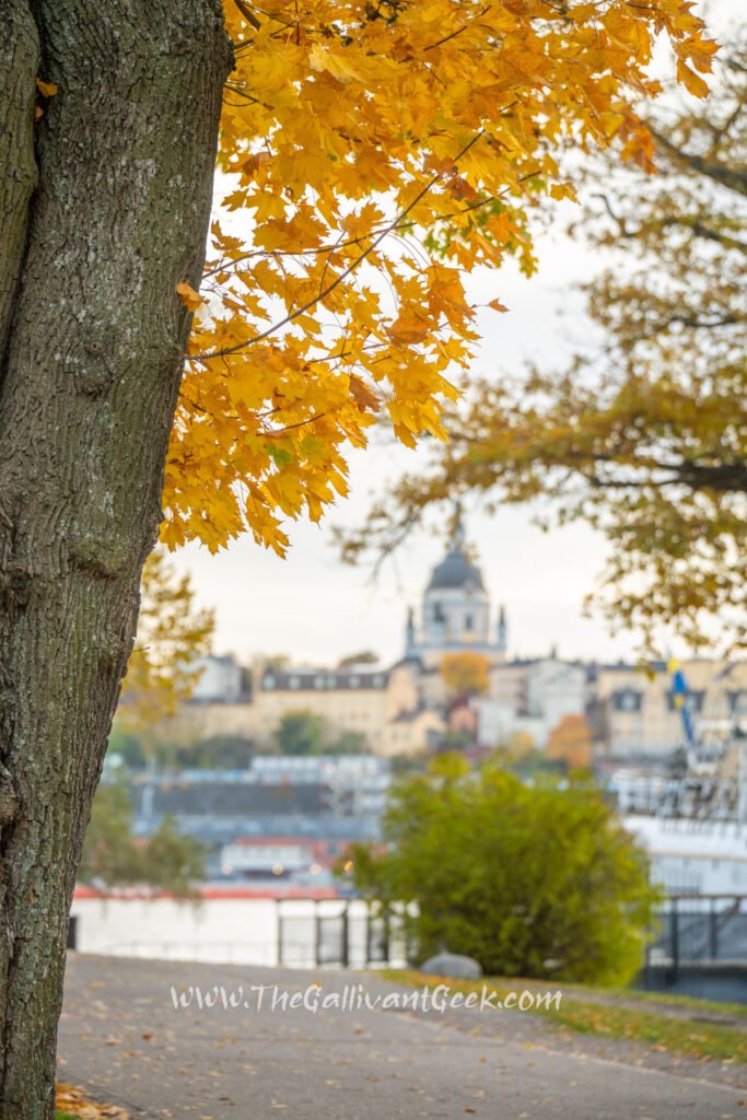 Tree-lined quay on Skeppsholmen in autumn