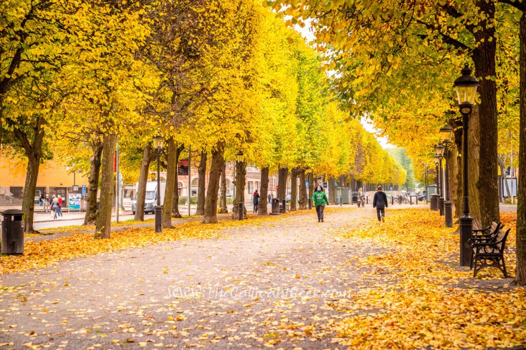 Stockholm in Autumn: 20 Best Photo Spots for Fall Colours (2026)