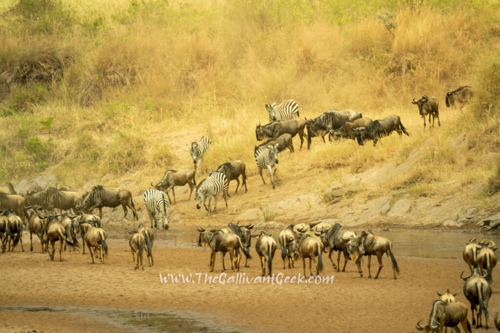 Wildebeest gathering near the river during the Great Migration in the Masai Mara