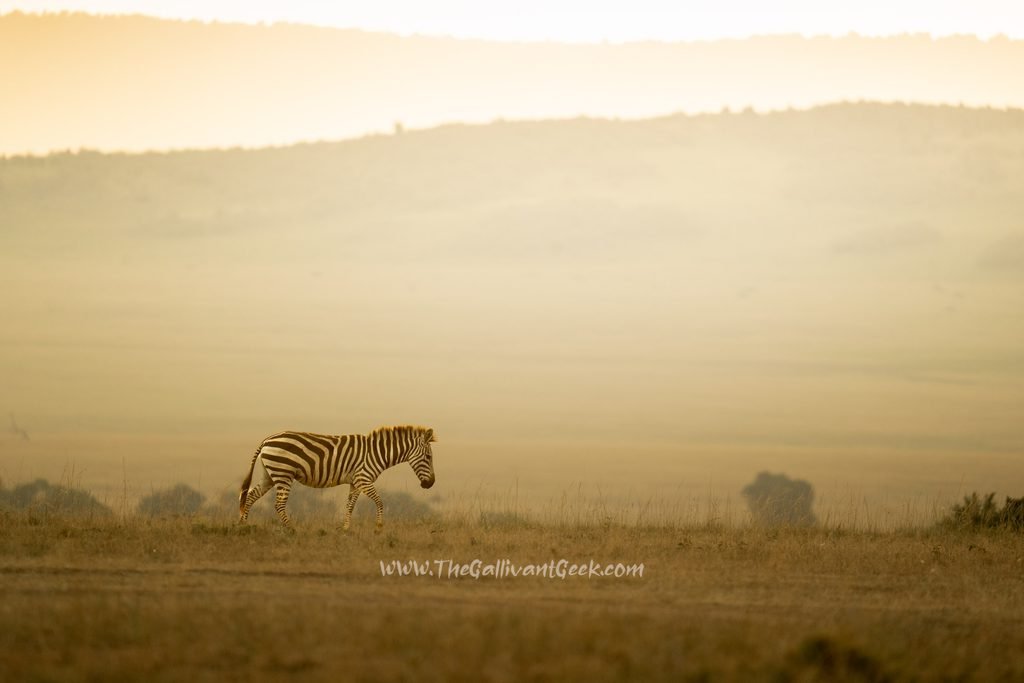 Zebra walking across the dusty plains of the Masai Mara, Kenya