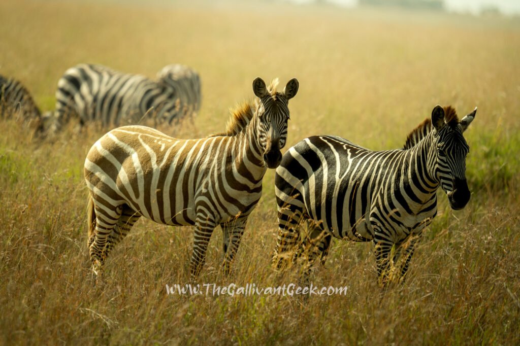 Zebras on the plains of the Masai Mara